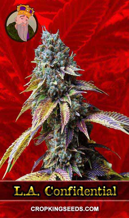 L.A. Confidential Strain Feminized Marijuana Seeds