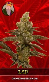 LSD Strain Feminized Marijuana Seeds