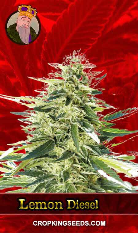 Lemon Diesel Strain Feminized Marijuana Seeds