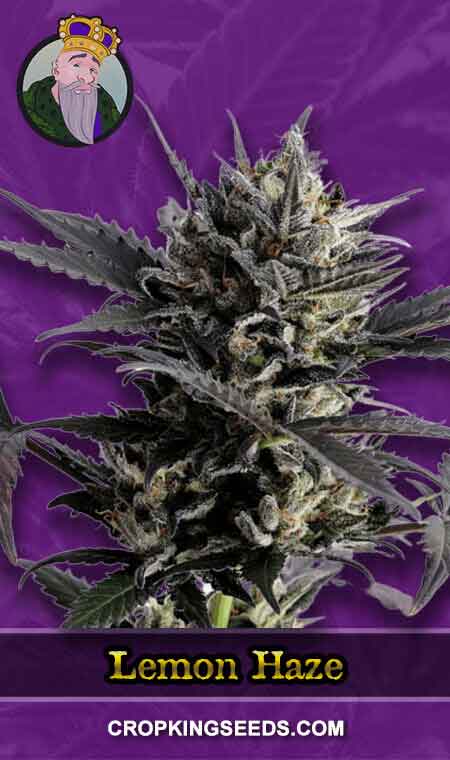 Lemon Haze 1, Crop King Seeds