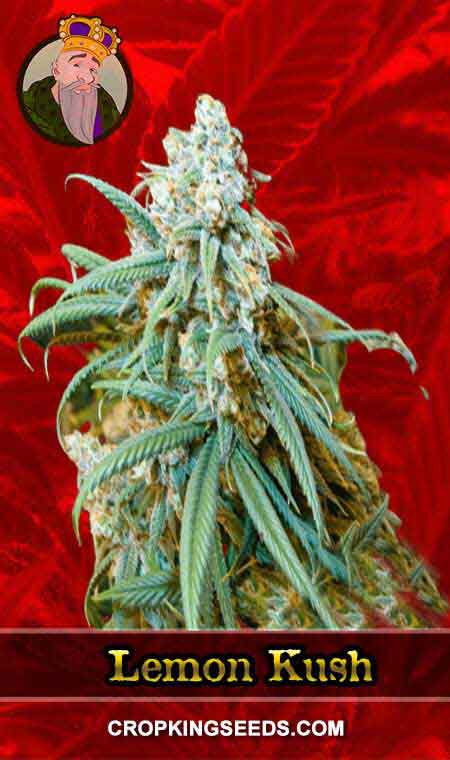 Lemon Kush Feminized Marijuana Seeds