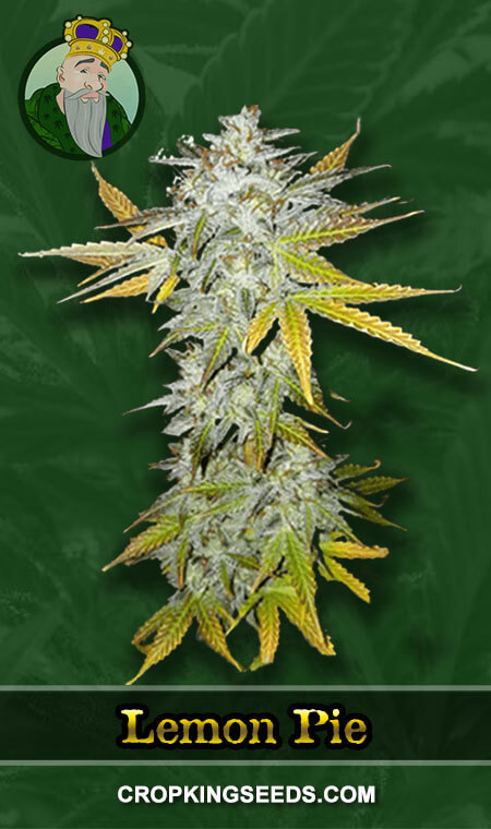 Buy Lemon Pie Regular Marijuana Seeds Online | Crop King Seeds