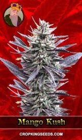 Mango Kush Feminized Marijuana Seeds