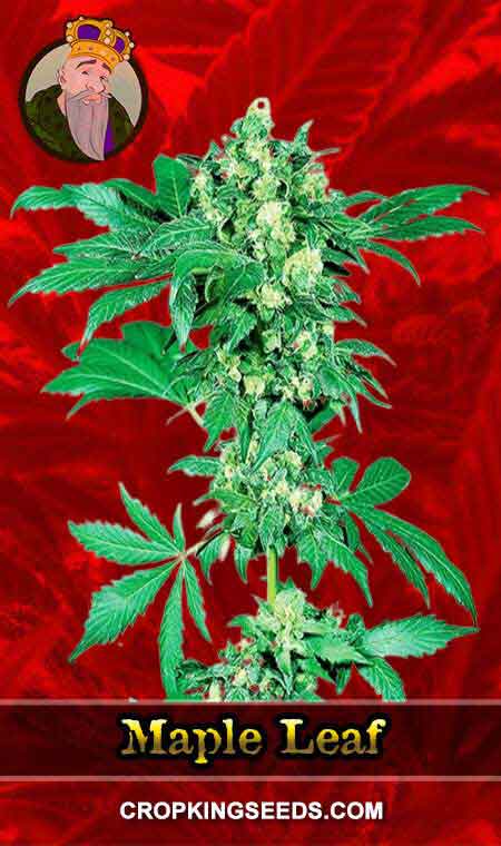 Maple Leaf Strain Feminized Marijuana Seeds