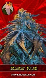 Master Kush Feminized Marijuana Seeds