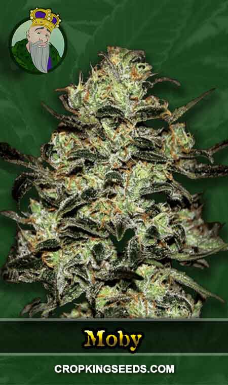 Moby Strain Regular Marijuana Seeds, Crop King Seeds
