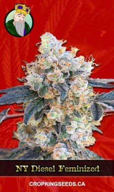 NY Diesel Feminized Marijuana Seeds