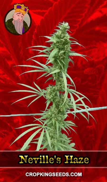 Neville's Haze Feminized Marijuana Seeds