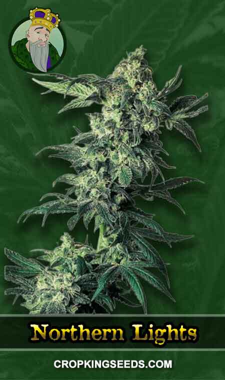 Northern Lights Strain Regular Marijuana Seeds, Crop King Seeds