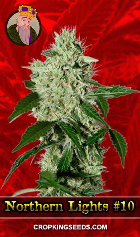 Northern Lights #10 Feminized Marijuana Seeds