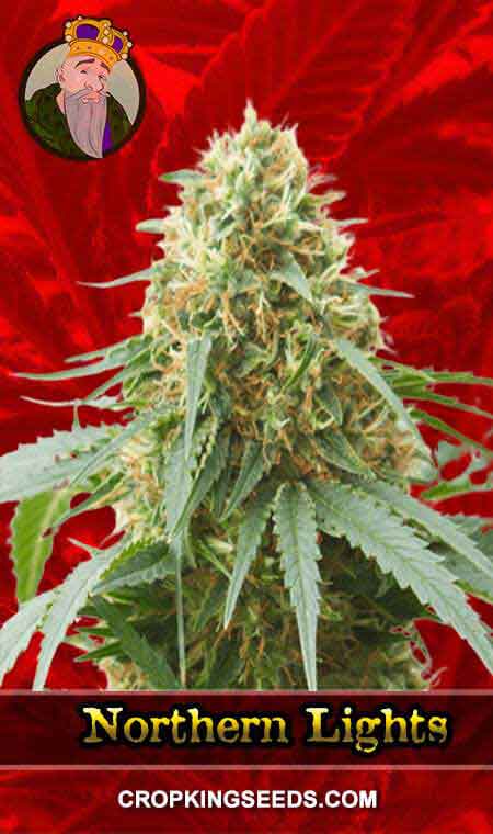 Northern Lights Feminized Marijuana Seeds 1, Crop King Seeds