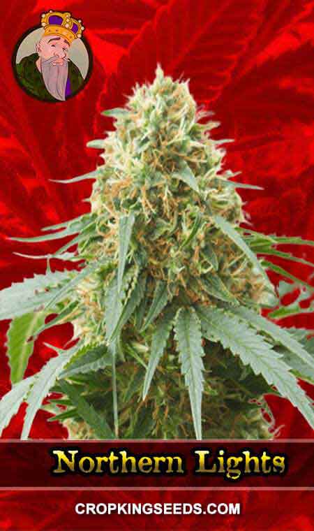 Northern Lights Feminized Marijuana Seeds