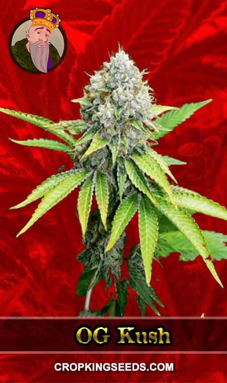 OG Kush Feminized Marijuana Seeds, Crop King Seeds