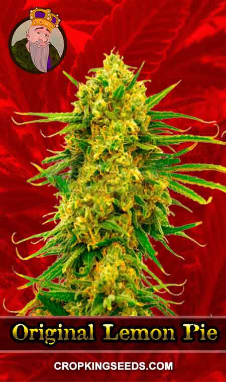 Original Lemon Pie Feminized Marijuana Seeds