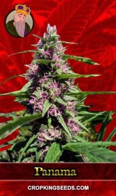 Panama Feminized Marijuana Seeds
