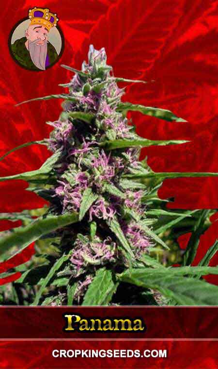 Panama Feminized Marijuana Seeds