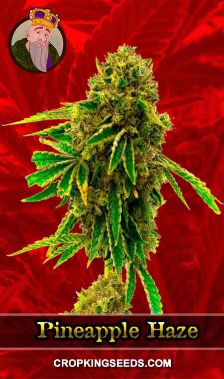 Pineapple Haze Feminized Marijuana Seeds