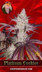 Platinum Cookies Strain Feminized Marijuana Seeds