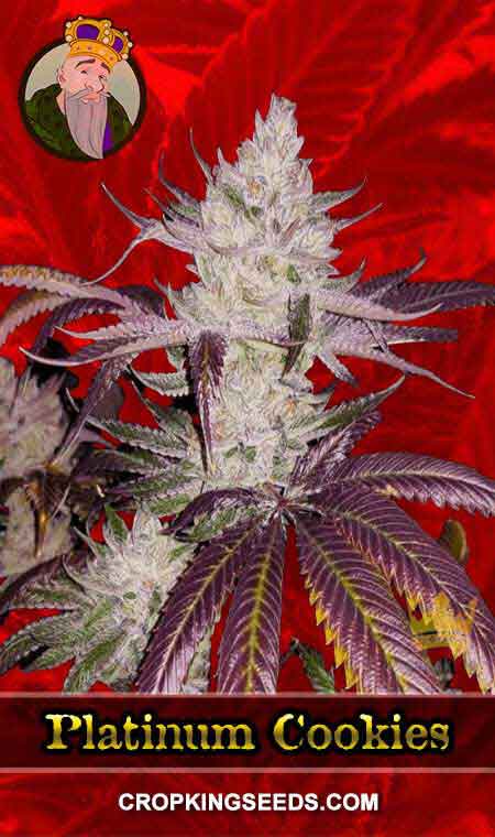 Platinum Cookies Strain Feminized Marijuana Seeds, Crop King Seeds
