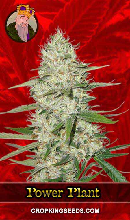 Power Plant Strain Feminized Marijuana Seeds