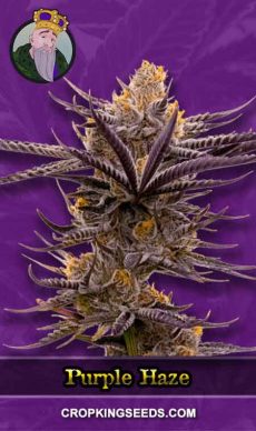Purple-Haze