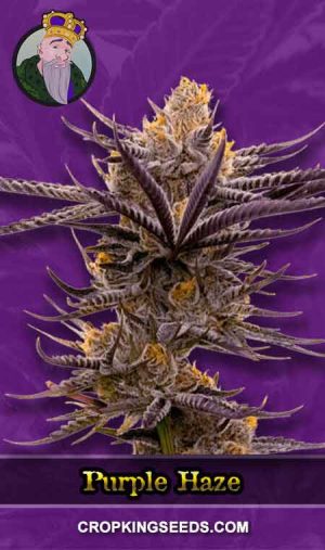 Purple-Haze