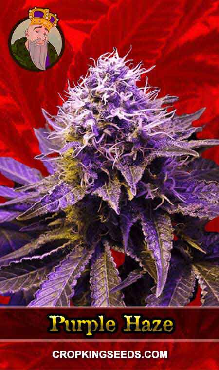 Purple Haze Feminized Marijuana Seeds, Crop King Seeds