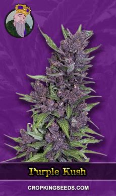 Purple Kush 1, Crop King Seeds