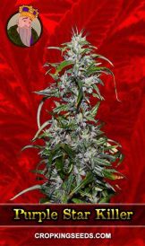 Purple Star Killer Strain Feminized Marijuana Seeds