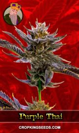 Purple Thai Strain Feminized Marijuana Seeds
