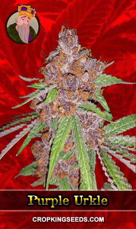 Purple Urkle Strain Feminized Marijuana Seeds