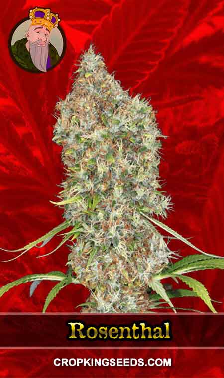 Rosenthal Strain Feminized Cannabis Seeds