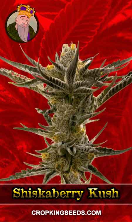 Shiskaberry Kush Feminized Marijuana Seeds