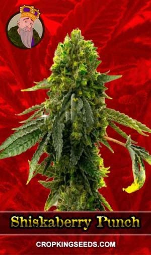 Shiskaberry Punch Feminized Marijuana Seeds