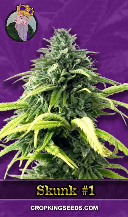 Skunk#1 Strain Autoflowering Marijuana Seeds