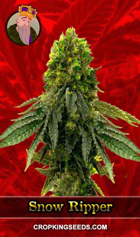 Snow Ripper Strain Feminized Marijuana Seeds