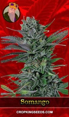 Somango Feminized Marijuana Seeds