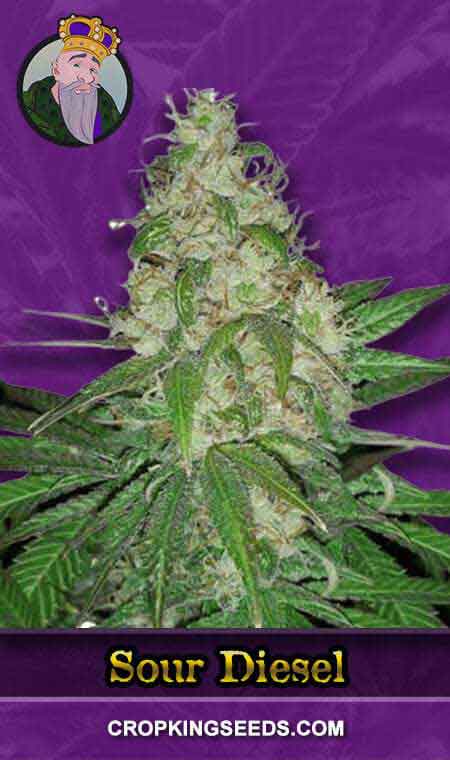 Sour Diesel 1 1, Crop King Seeds