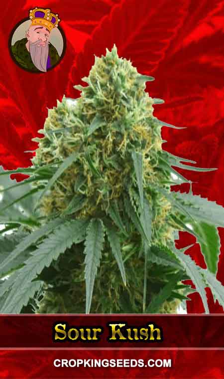 Sour Kush Feminized Marijuana Seeds