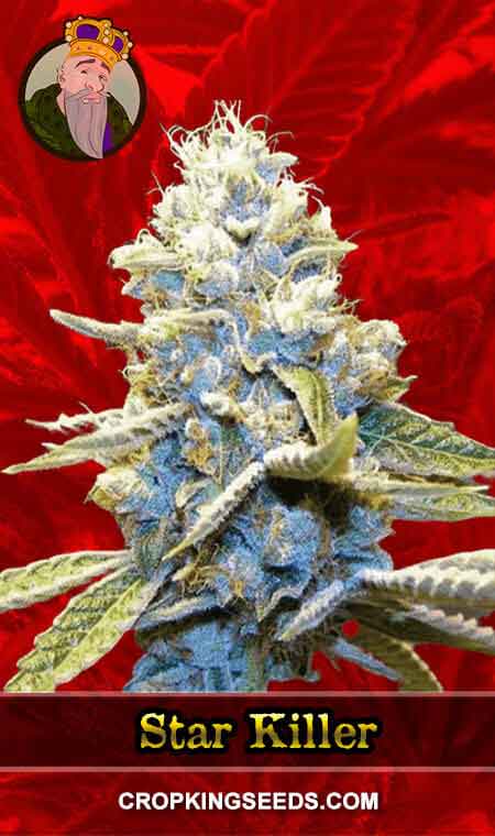 Star Killer Strain Feminized Marijuana Seeds, Crop King Seeds