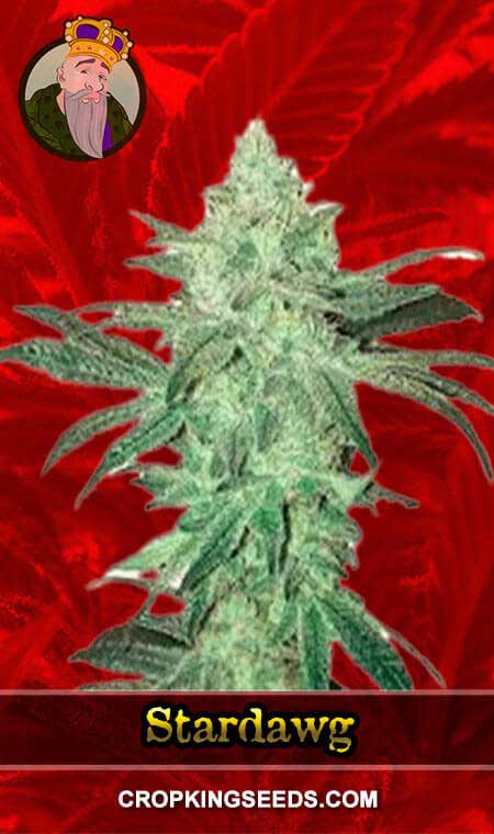 Stardawg Strain Feminized Marijuana Seeds