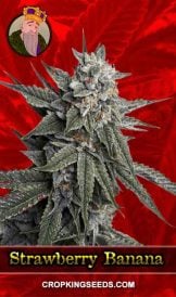 Strawberry Banana Strain Feminized Marijuana Seeds