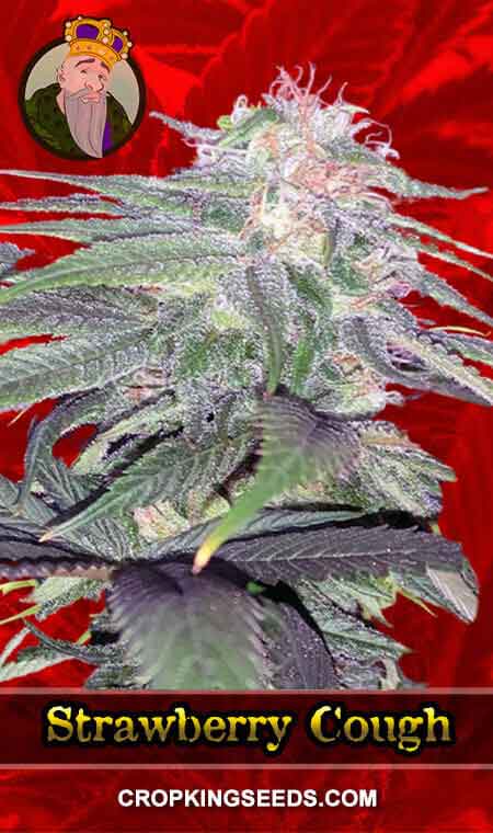 Strawberry Cough Strain Feminized Cannabis Seeds, Crop King Seeds