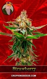 Strawberry Strain Feminized Marijuana Seeds