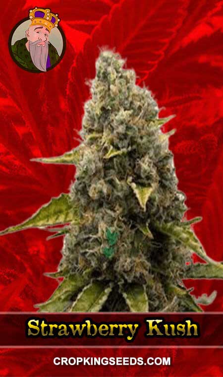 Strawberry Kush Feminized Marijuana Seeds