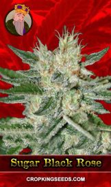 Sugar Black Rose Strain Feminized Marijuana Seeds