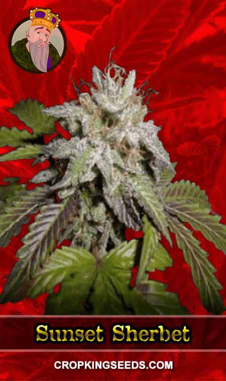 Sunset Sherbet Strain Feminized Marijuana Seeds