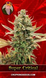 Super Critical Strain Feminized Marijuana Seeds