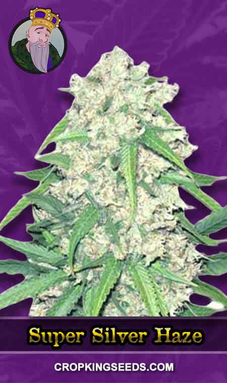 Super Silver Haze Autoflower Marijuana Seeds