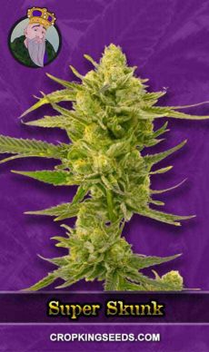 Super Skunk Autoflower Marijuana Seeds